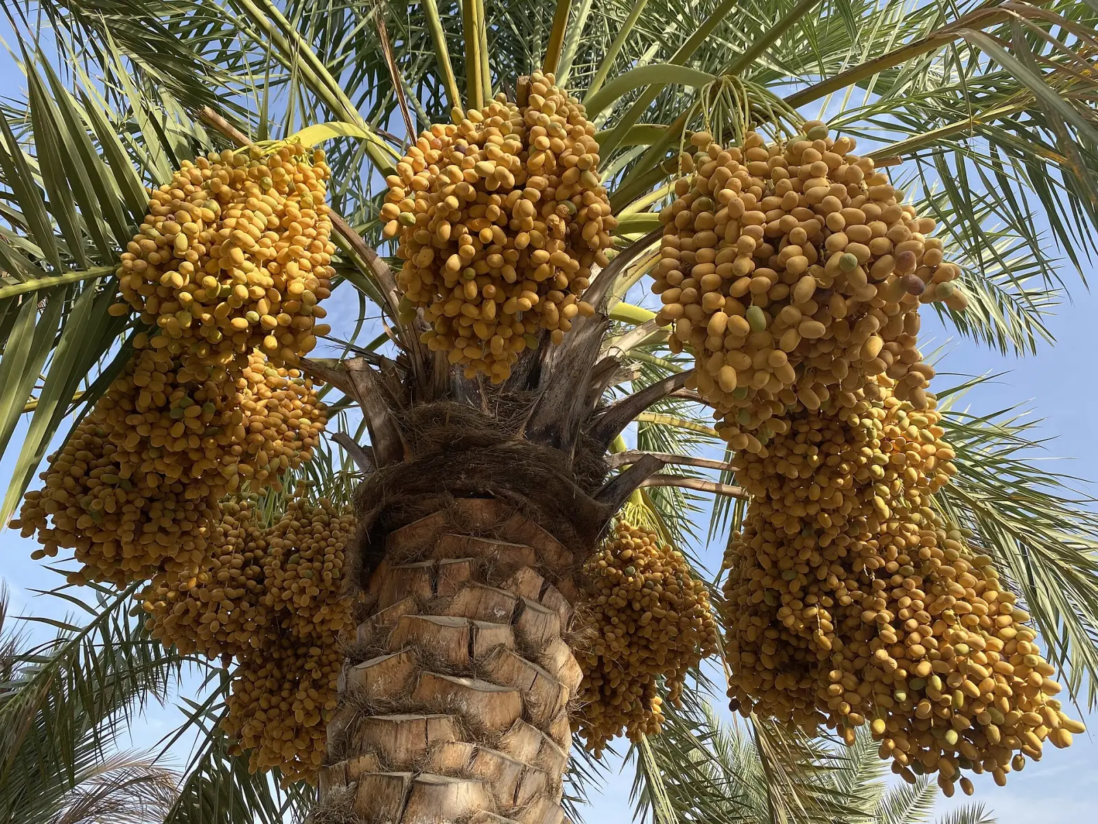 Ripening dates on a date palm